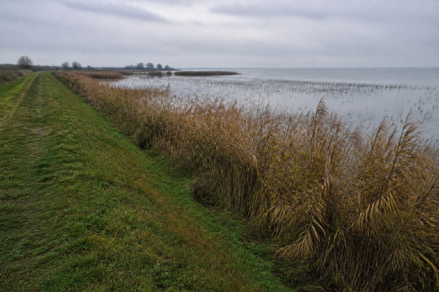 Reed beds and a low dike path along Dümmer See under a pale northern sky