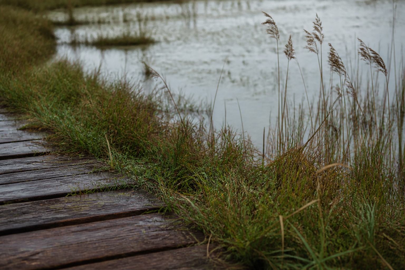 Close view of reed, wet grass and a wooden boardwalk as a visual legend for marsh terms