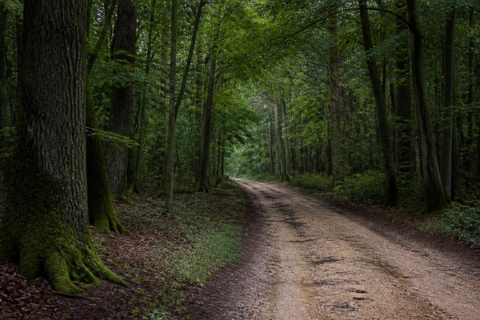 Oak and mixed woodland on a sandy forest road near Rehburg-Loccum