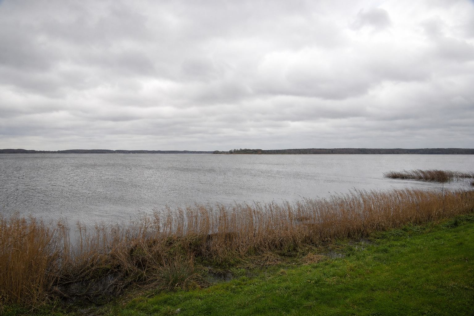Wide silver water of Steinhuder Meer with reed in the foreground and a low forest line on the horizon