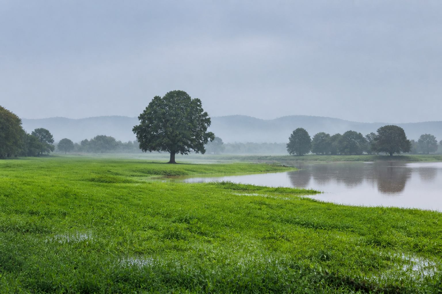 Wide green flood meadows along the Weser with a solitary tree and a pale sky
