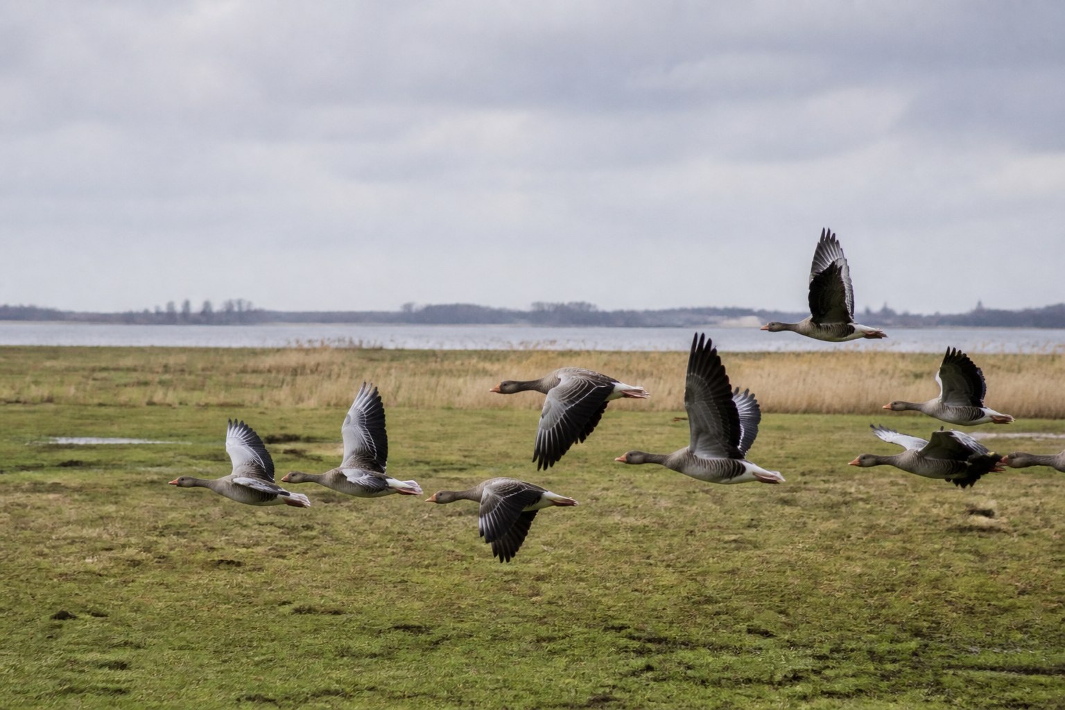 Greylag geese flying over wet meadows and reed toward a pale lake horizon